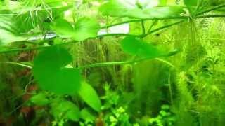 HYDROCOTYLE LEUCOCEPHALA [upl. by Niawtna]