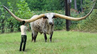 10 Animals With The Biggest Horns In The World [upl. by Clougher]