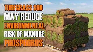 Turfgrass Sod and Manure Phosphorus [upl. by Lessard]