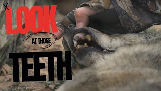 Craziest Teeth on a Coyote Hunting Coyotes in the Super Moon [upl. by Ronaele617]