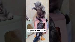 El pato chismoso suscribetealcanal [upl. by Bhayani]