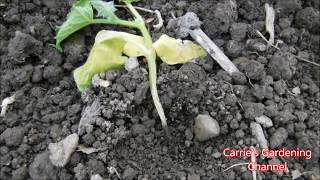 how to prevent damping off disease for cucumbers cucumbers with shriveling stems [upl. by Shyamal852]