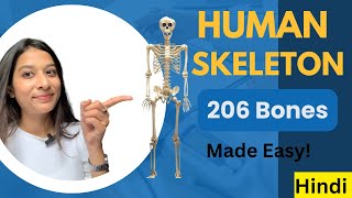 Human Skeleton in Hindi  Learn 206 Bones Name in 2 mins  3D Model [upl. by Sperry65]