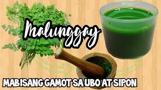 MALUNGGAY MABISANG GAMOT SA SIPON AT UBO  A mother of 2 vlogs [upl. by Aiam457]