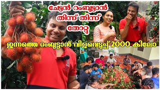 ഒരു ദിവസം 2000 കിലോ റംബുട്ടാൻ വിളവെടുപ്പ് Rambutan Harvest AJUS WORLD [upl. by Eemla]