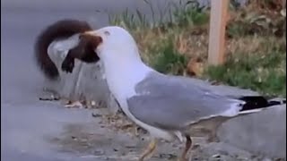 Seagull eats a squirell Horrible scene [upl. by Onairelav86]