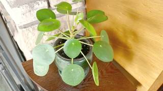 Pilea Peperomioides Plant Growth Update and Propagation [upl. by Belloir]