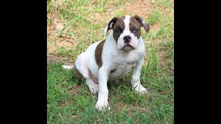 Alapaha BlueBlood Bulldog female puppy [upl. by Yhtomot137]