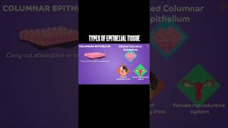 Types of Epithelial Tissue science Anandbiology [upl. by Akemor838]