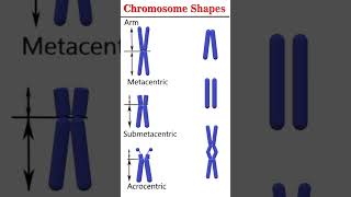 Chromosome shapes cytogenetics [upl. by Bindman595]