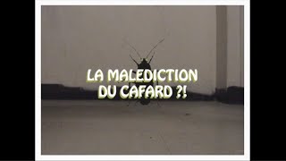 LA MALÉDICTION DU CAFARD [upl. by Canada194]