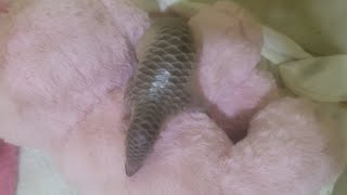 TV Wildlife Its time to feed the poor baby again Baby pangolin [upl. by Amlez]