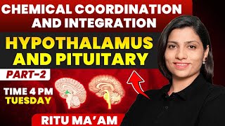 Hypothalamus and Pituitary 02  Chemical Coordination and Integration Detailed class  Ritu Rattewal [upl. by Iram]