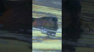 Critters in the Cariboo British Columbia [upl. by Bascio]