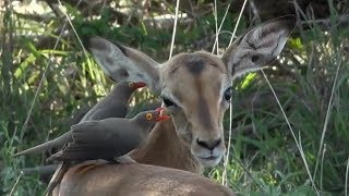 SafariLive Dec 25  Cute baby Impala and Redbilled oxpeckers [upl. by Nylcoj]