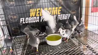 FLORIDA PIGEON DERBY 2024  KALAPATI  LAS VEGAS [upl. by Silas]