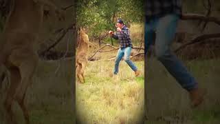 KANGAROO ATTACK Brave Man Fights to Save His DOG [upl. by Wilona]