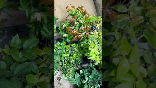 Growing tropical fruits in container tropicalfruits subscribe shorts nature fruit health [upl. by Mckee]