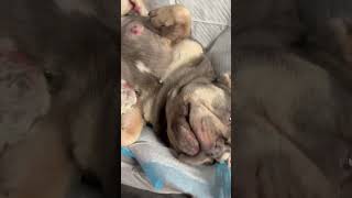 Learn how to whelp bulldog puppies  proper canine reproduction whelping shortsdog puppies [upl. by Aninotna]