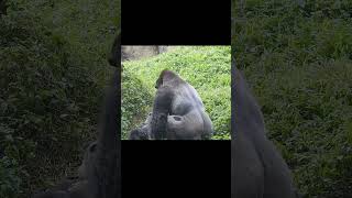 Silverback Gorilla Djeeco family Taipei Zoo shorts 台北市立動物園 大猩猩迪亞哥家族 [upl. by Yorgos]