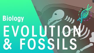 Fossils amp Evidence For Evolution  Evolution  Biology  FuseSchool [upl. by Nnaharas]