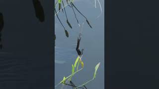 Anhinga Hunting Underwater [upl. by Moishe]