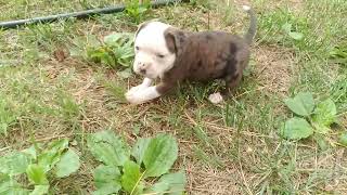 Alapaha BlueBlood Bulldog female puppy [upl. by Odnomra]