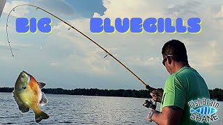 They Would Only Eat This Combo‼️ natural 🎣 bait outdoors fishing bluegill panfishing [upl. by Anawd]