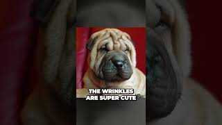 The Purpose of Shar Pei wrinkles [upl. by Ardnikat]