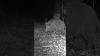 Wildschwein hört röhrenden Hirsch [upl. by Valli471]