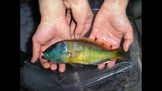 Buccochromis rhoadesii Yellow [upl. by Eellek]