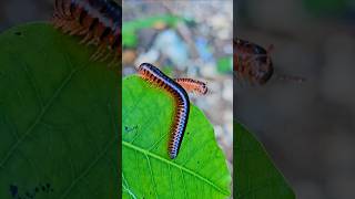 Wild city millipede myriapod Playa del Carmen Mexico tropical Caribbean animal life nature explore [upl. by Dunton]