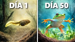 Criando Renacuajos a Ranas Evolución de 50 Días [upl. by Leahicm]