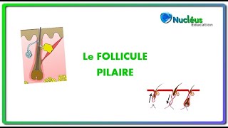 Le follicule pilaire [upl. by Matthieu]