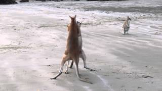 Wallaby Fight on the beach of Cape Hillsborough [upl. by Annol]