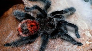 Tarantula Unboxing Grammostola iheringi Brachypelma boehmei Tliltocatl albopilosus and B smithi [upl. by Isbel]