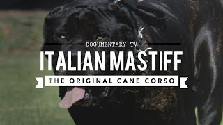 THE ORIGINAL CANE CORSO ITALIAN MASTIFF [upl. by Sivrup]