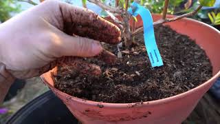 Blueberries In Containers Episode 2 Acidic Container Soil Mix [upl. by Eux]