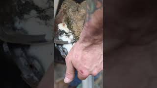 Satisfying Hoof Trimming shorts farrier satisfying asmr [upl. by Marlea]