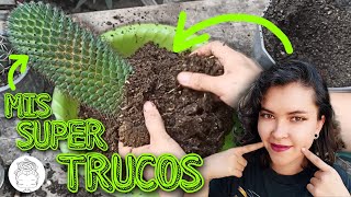 TÉCNICAS PARA TRASPLANTAR CUALQUIER CACTUS ✨💯💚 [upl. by Aicekan133]