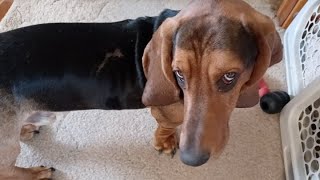 Wild Basset Attacks and gets the Zoomies [upl. by Anirahtak]