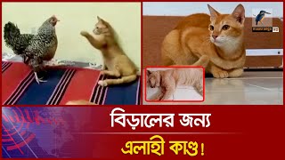 কি দোষ ছিলো অবুঝ বিড়ালটির  Cat  Cat News  Maasranga News Special [upl. by Yknarf140]