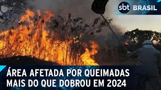 Queimadas atingem 565 milhões de hectares só em agosto diz MapBiomas  SBT Brasil 120924 [upl. by Haroldson517]