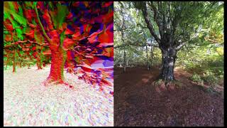 Forest scan using helmetheld 360 camera [upl. by Goles]