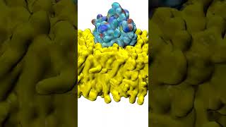 Protein embedded in lipid bilayer  Molecular Dynamics [upl. by Allys593]