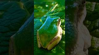 Amazing frogs 🐸 of the Hudson Valley ❤️ [upl. by Mcgee]