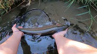 50 Trout in ONE Day Epic Deschutes River Trout and Steelhead FLY FISHING [upl. by Wampler1]