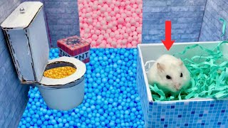 Hamster prison maze escape  Rainbow Pool Obstacle Course [upl. by Ynnavoeg]