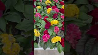 Different types of Celosia for your garden  Celebrate the Year of the Celosia [upl. by Nodearb]