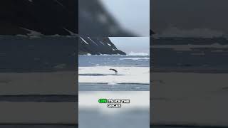 Orcas OUTSMART a Seal [upl. by Lebna376]